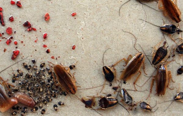 Roach Invasion in Your Furniture? Follow These Proven Methods