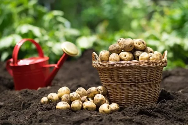 A Step-by-Step Tutorial on Growing Potatoes in a Bucket