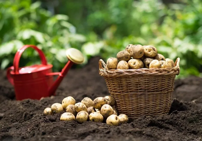 A Step-by-Step Tutorial on Growing Potatoes in a Bucket