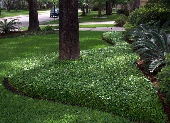 Asiatic Jasmine: The Perfect Ground Cover for Your Landscape