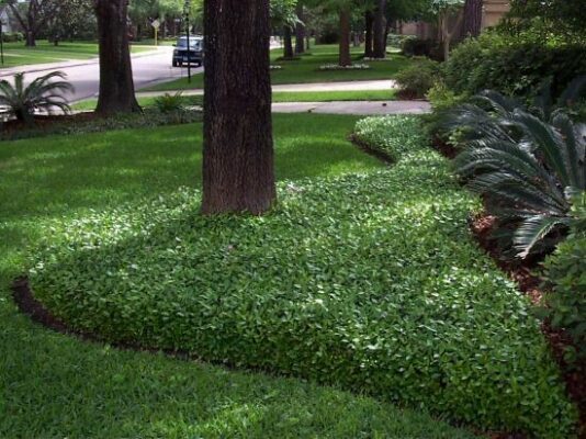 Asiatic Jasmine: The Perfect Ground Cover for Your Landscape