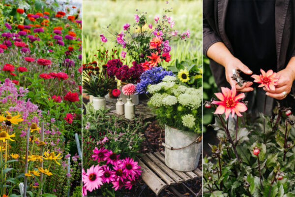 Create a Stunning Garden with These Top Flower Picks