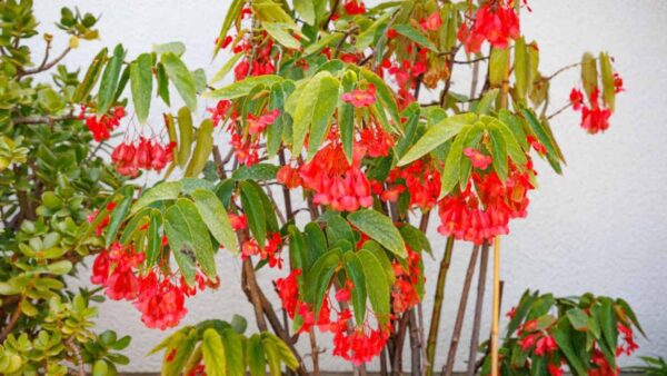 Creating a Lush Indoor Garden with Angel Wing Begonia