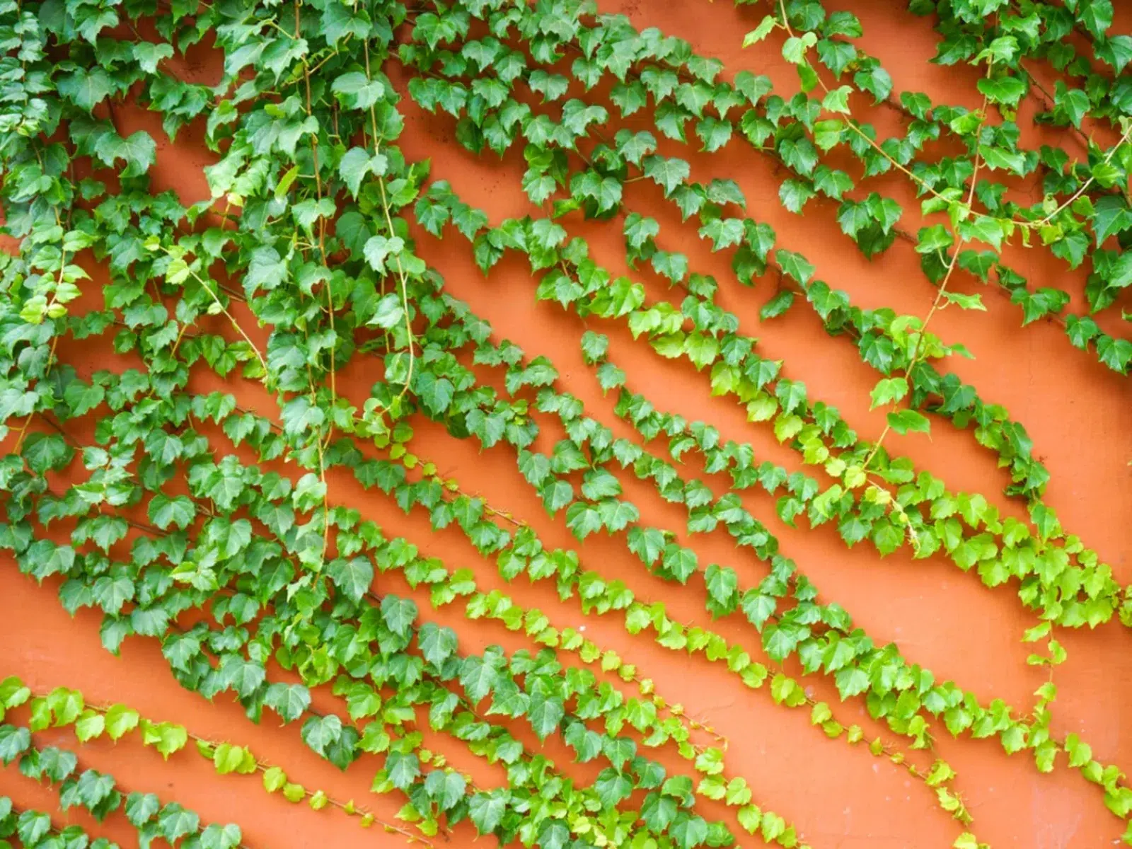 Discover the Beauty of Boston Ivy: A Guide to Growing and Caring for this Stunning Climbing Plant