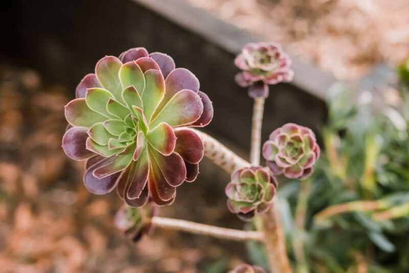Discover the Fascinating World of Aeoniums: The Tree Houseleeks