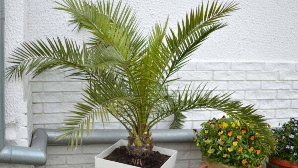 Discover the Green Thumb in You: Tips for Growing and Caring for Majesty Palms