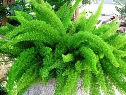 Discover the Joy of Growing Foxtail Ferns in Your Garden