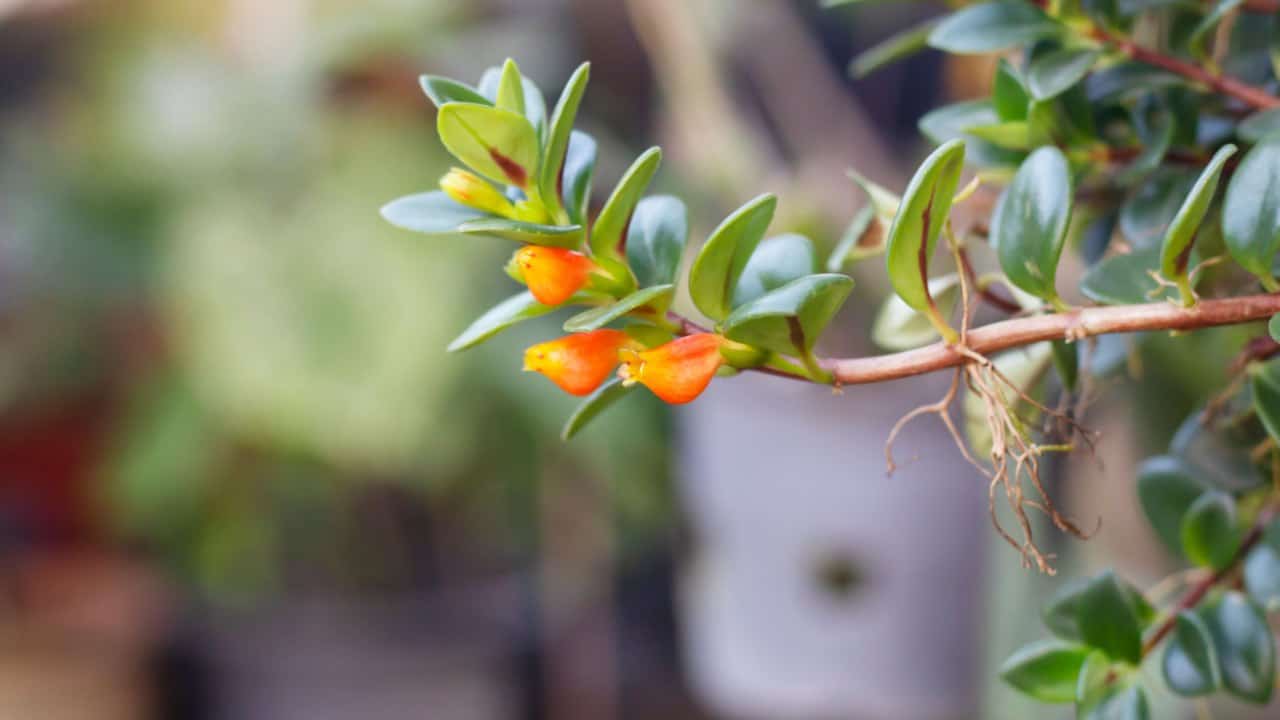 Discover the Key to Growing Vibrant Goldfish Plants