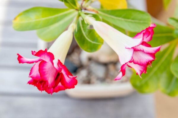 Discover the Magic of Desert Rose: Expert Care Tips for Healthy Blooms