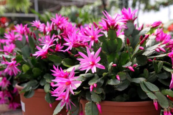 Easter Cactus: A Colorful Addition to Your Indoor Garden