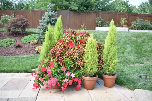 Enhance Your Garden with Lemon Cypress Trees
