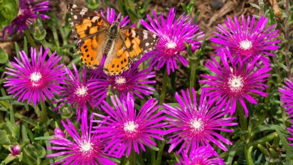 Everything You Need to Know About Growing and Caring for Ice Plants