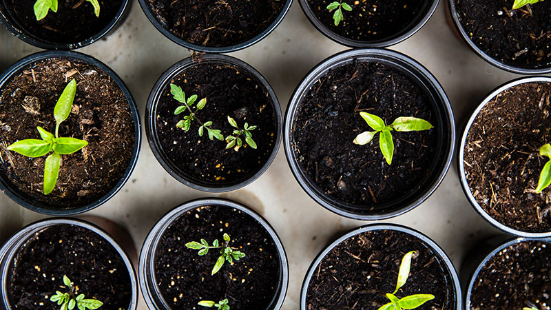 Experiment with These Rapidly Growing Plants for Your Science Project
