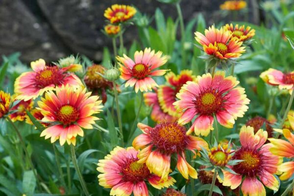 Expert Advice on How to Grow and Care for Blanket Flower (Gallardia)