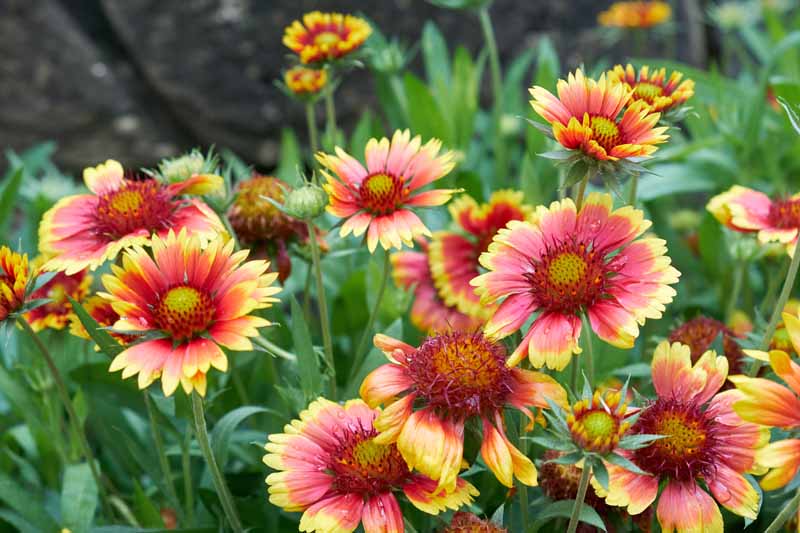 Expert Advice on How to Grow and Care for Blanket Flower (Gallardia)