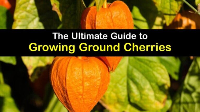 Expert Tips for Growing and Caring for Ground Cherries