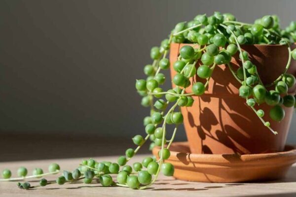 Expert Tips for Successful Growth and Maintenance of String of Pearls Plant