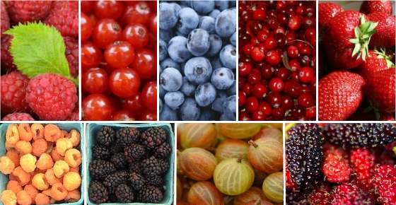 From Acai to Zante: The Fascinating World of 10 Berry Varieties