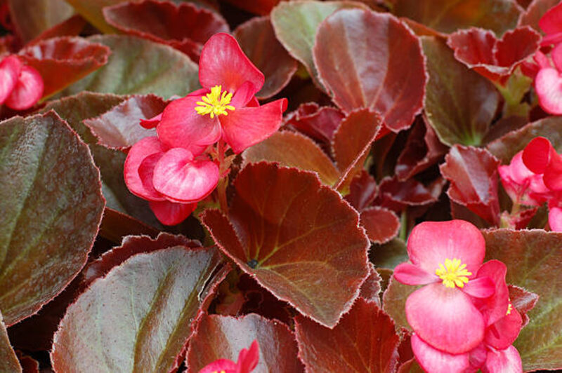 From Seed to Blossom: A Journey into Rex Begonia Cultivation