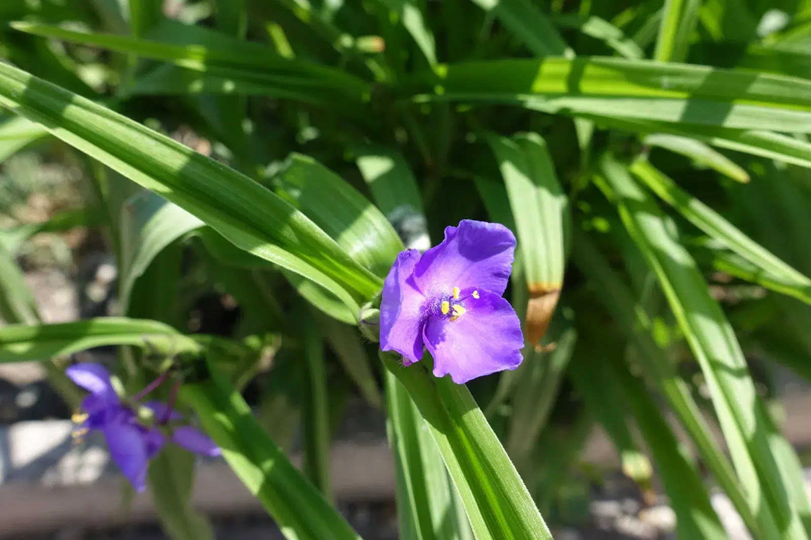 From Seed to Blossom: Growing and Caring for Spiderwort Like a Pro
