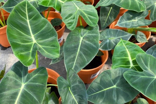 Growing and Caring for Alocasia: A Comprehensive Guide for Plant Enthusiasts