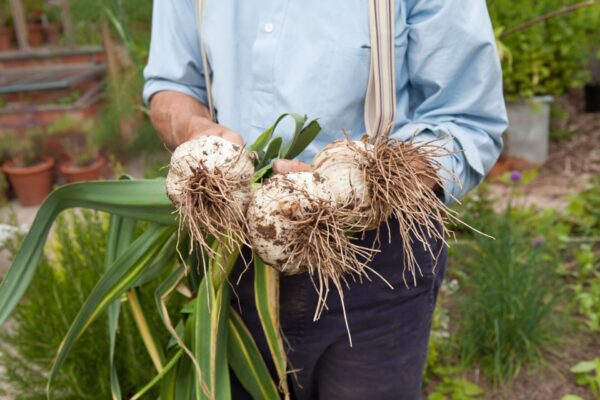 Health Benefits of Elephant Garlic: A Clove of Goodness