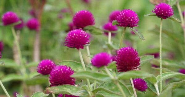 How to Grow and Care for Stunning Gomphrena Plants