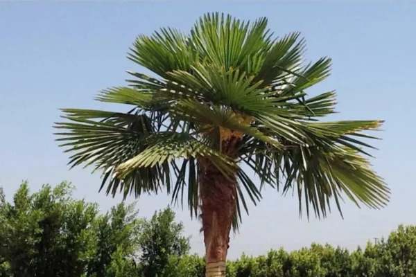 How to Landscape with Windmill Palm Trees: Tips and Ideas