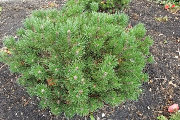 How to Successfully Grow and Care for Dwarf Mugo Pine