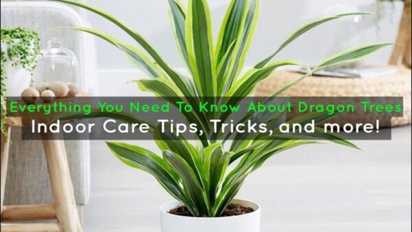 Indoor Dragon Tree Care: Everything You Need to Know