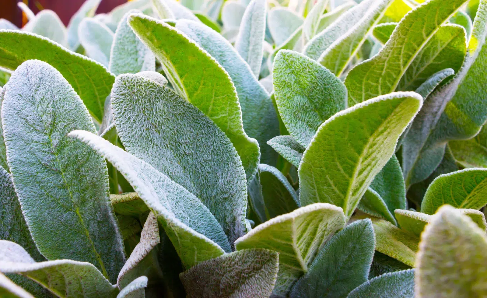 Lamb's Ear Plants: A Must-Have Addition to Your Garden