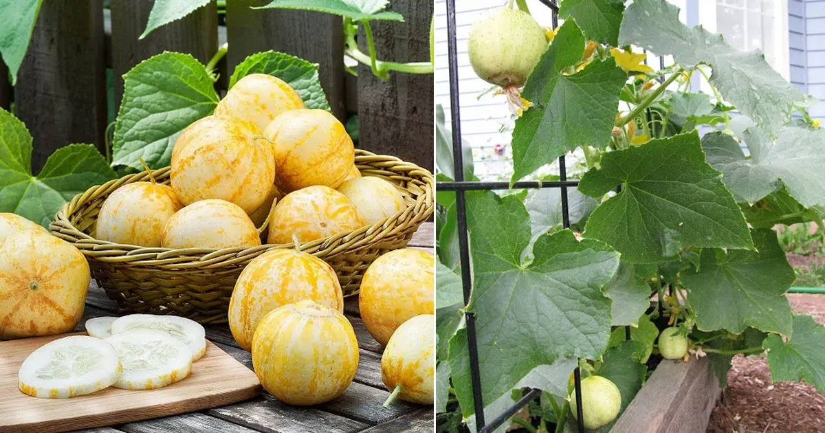 Lemon Cucumbers : Everything You Need to Know about Growing and Caring for Them