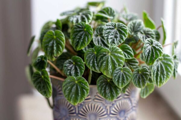 Peperomia Plants: Everything You Need to Know to Help Them Thrive