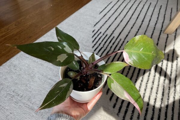 Pink Princess Philodendron Care Tips: Everything You Need to Know