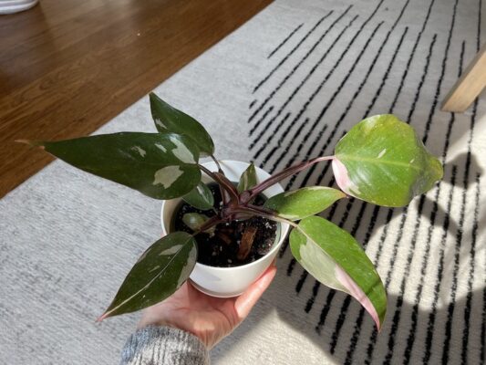Pink Princess Philodendron Care Tips: Everything You Need to Know