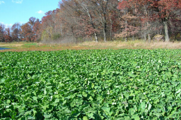 Planning Your Perfect Food Plot: Explore the Top 5 Planting Options for Success