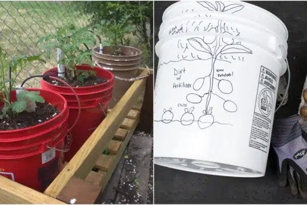 Potato Power: Growing Your Own in a 5 Gallon Bucket