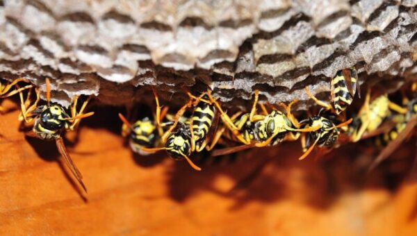 Protect Your Home: Dealing with Wasp Infestation in Siding