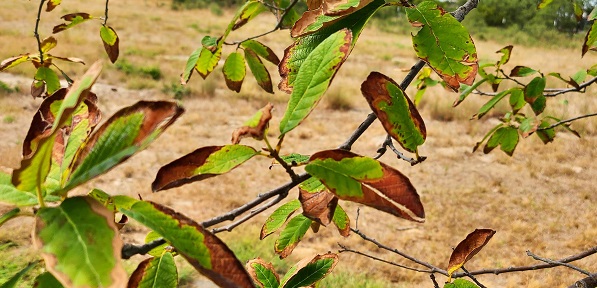 Revive Your Trees: Identifying and Treating Brown and Crispy Leaves