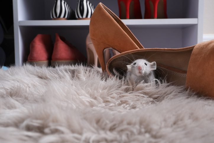 Secure Your Furniture: Expert Tips for Keeping Mice Away in Storage