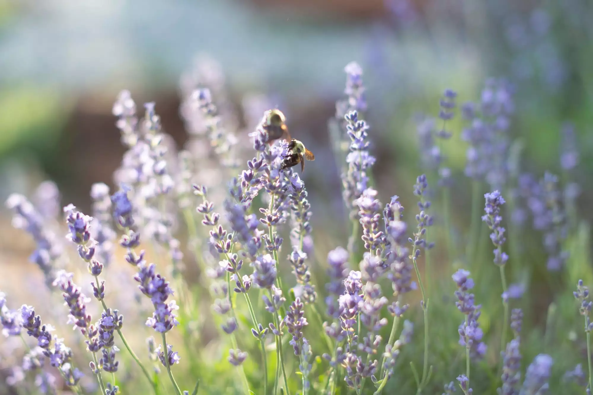 Spanish Lavender: A Fragrant and Colorful Touch for Your Outdoor Spaces
