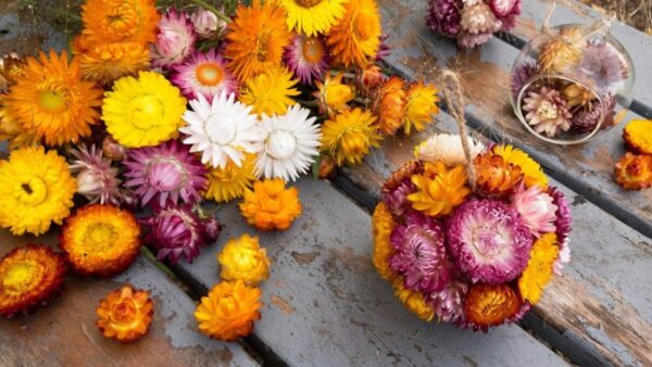 Strawflowers: A Colorful Addition to Your Flower Arrangements