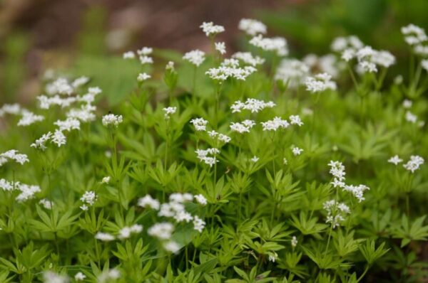 Sweet Woodruff: A Versatile Herb for Your Garden and Kitchen