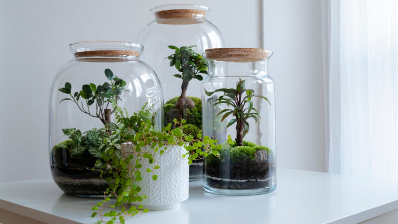 Terrarium Plants Made Easy: 15 Stunning Options for Open or Closed Glass