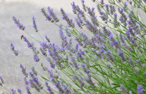 The Art of Distilling French Lavender: Creating Pure Essential Oil