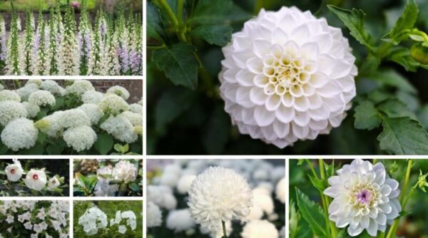 The Beauty of White: Exploring Different Types of White Flowers