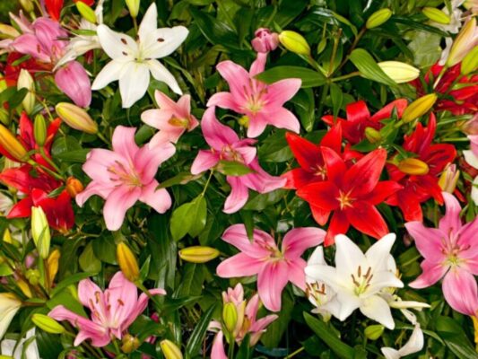 The Beginner's Guide to Cultivating Asiatic Lilies