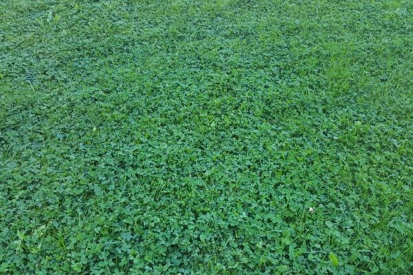 The Benefits and Drawbacks of a Clover Lawn