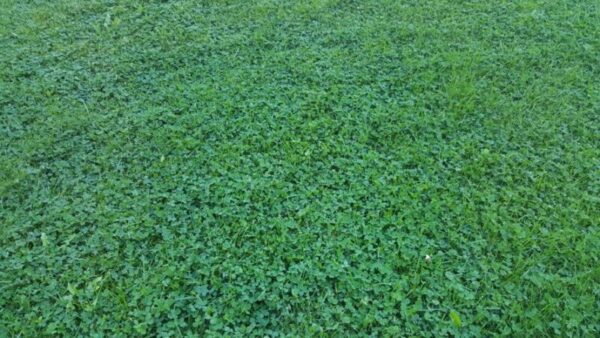 The Benefits and Drawbacks of a Clover Lawn