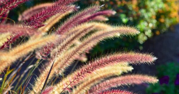 The Complete Beginner's Guide to Growing and Caring for Purple Fountain Grass